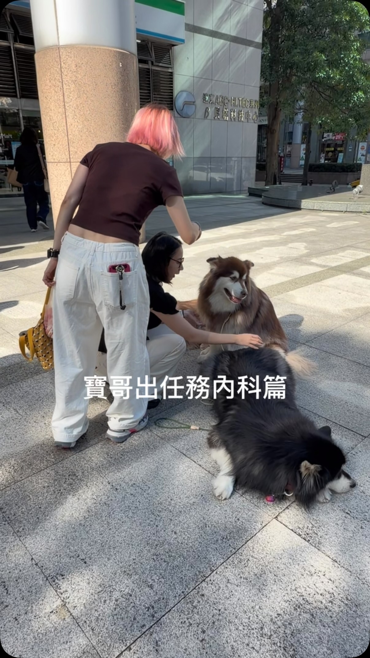 今天的任務來內科上班當一日工程師!
#阿拉斯加雪橇犬
#alaskanmalamute 縮圖