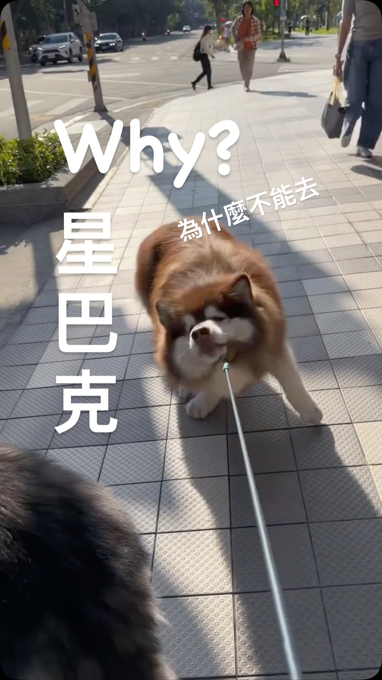 叛逆小寶一早上身!
明明不能喝咖啡的寶哥,卻很喜歡來咖啡廳⋯
#阿拉斯加雪橇犬
#alaskanmalamute 縮圖