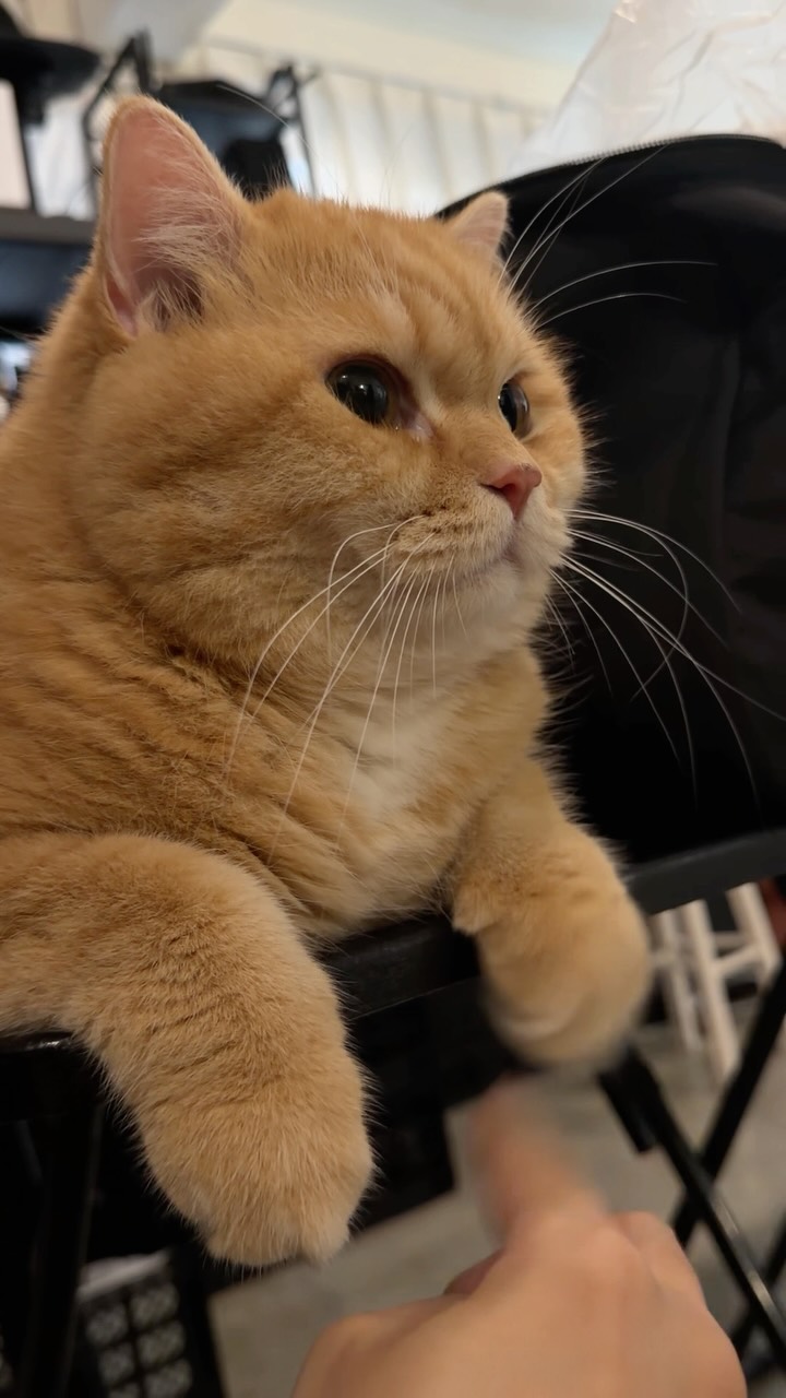 🐱👆 縮圖