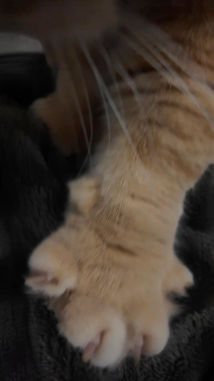 🖐️🐱🖐️ 縮圖