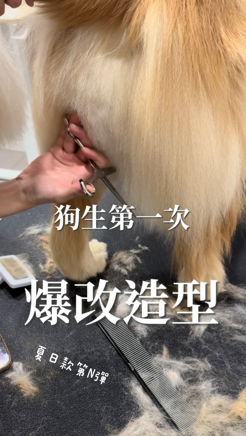 留大長毛多年的卡力大換造型!
毛量反而看起來更加無敵澎😍
從爆毛阿金加入夏日圓圓行列~
謝謝歐卡媽媽交由我們幫愛狗剪毛換外觀🥰
#黃金獵犬美容
📍飛凡名犬社-黃金犬舍
彰化縣永靖鄉瑚連路38號
#黃金獵犬
#寵物美容
#賽級美容師
#客製化美容 縮圖