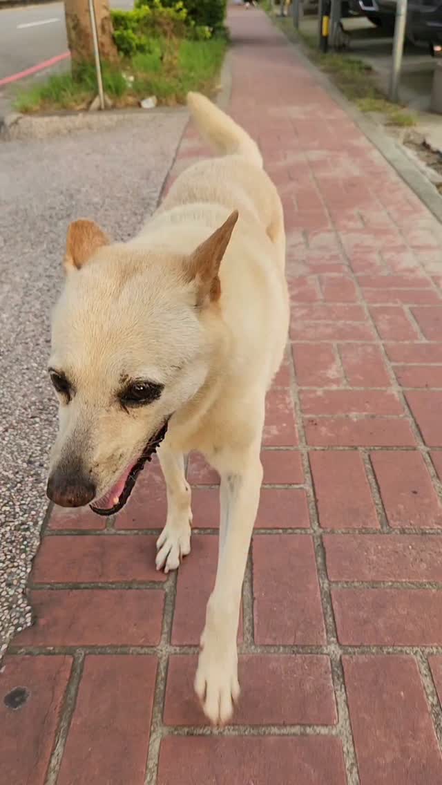 有種幸福是 和小白在夕陽下散步 (〃'▽'〃) 

#佳吉愛配音 #狗勾 #dogsofinstagram #dogs #dog 縮圖