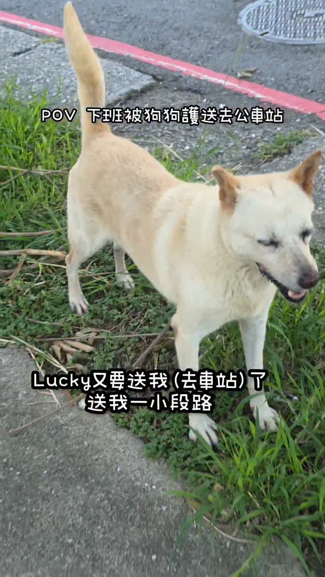 Blue Monday 生理期來 下班後的小確幸 

#dogsofinstagram #狗勾 #佳吉愛配音 #狗 #dogs 縮圖