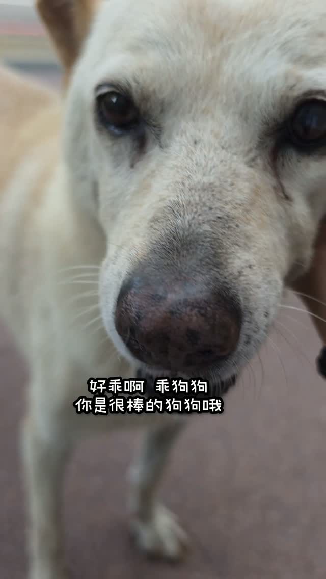 週一拯救者小白 
#dogsofinstagram #狗勾 #佳吉愛配音 #狗 #dogs 縮圖