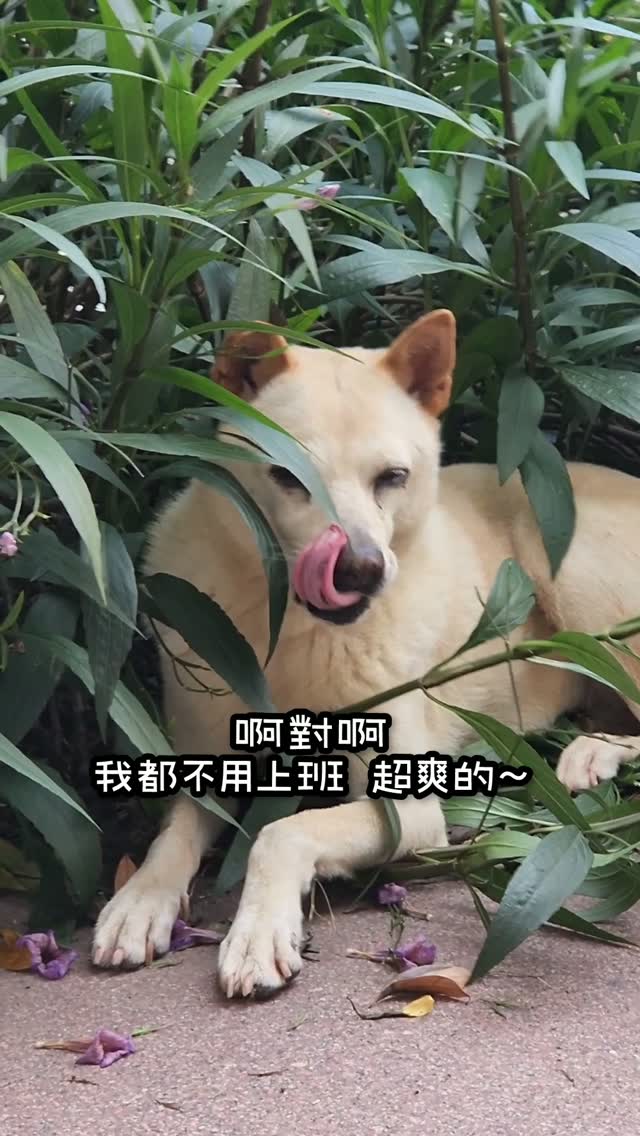 小白：下班要記得跟花花一樣休息哦
#佳吉愛配音 #dogsofinstagram #狗勾 #狗 #dogs 縮圖