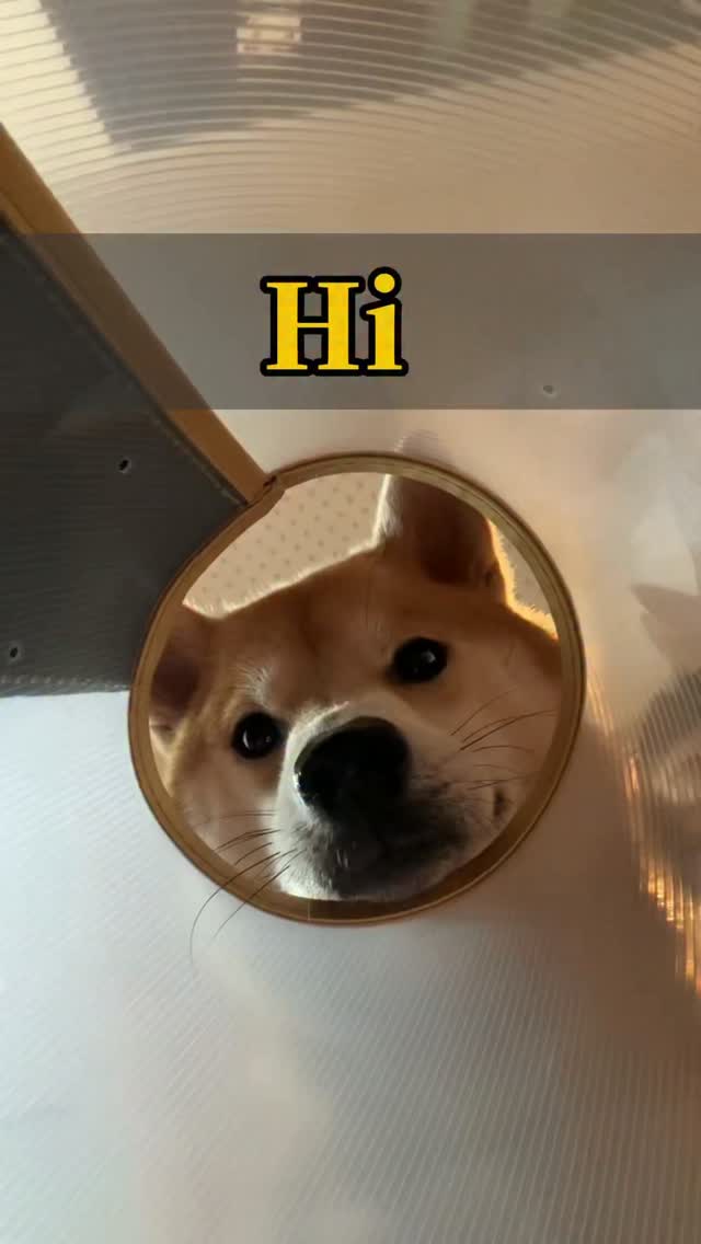 我要讓你們的演算法都是小狗！
🧡🧡🧡🧡🧡
#柴犬哈娜 #柴犬 #寵物 #小狗 dog 縮圖