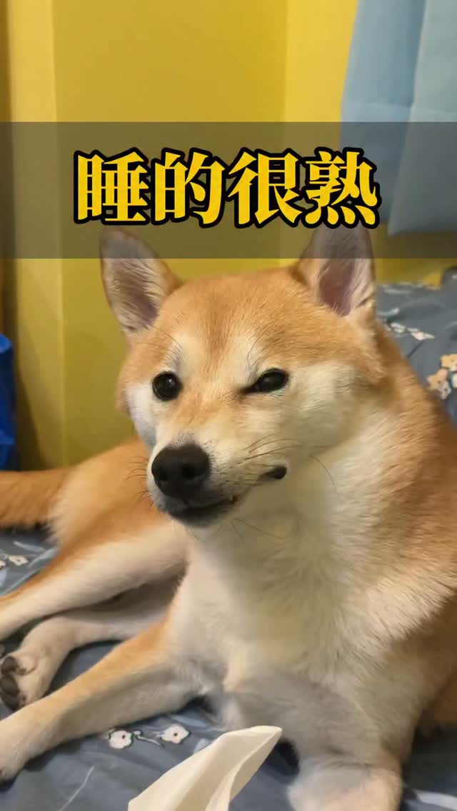 哈娜真的在睡覺 只是睜著眼睛
真的睡很熟 睡很久
睡到整個臉都歪了🤣🤣🤣🤣

#柴犬哈娜 #柴犬 #寵物 #柴犬日常 #sibainu 縮圖