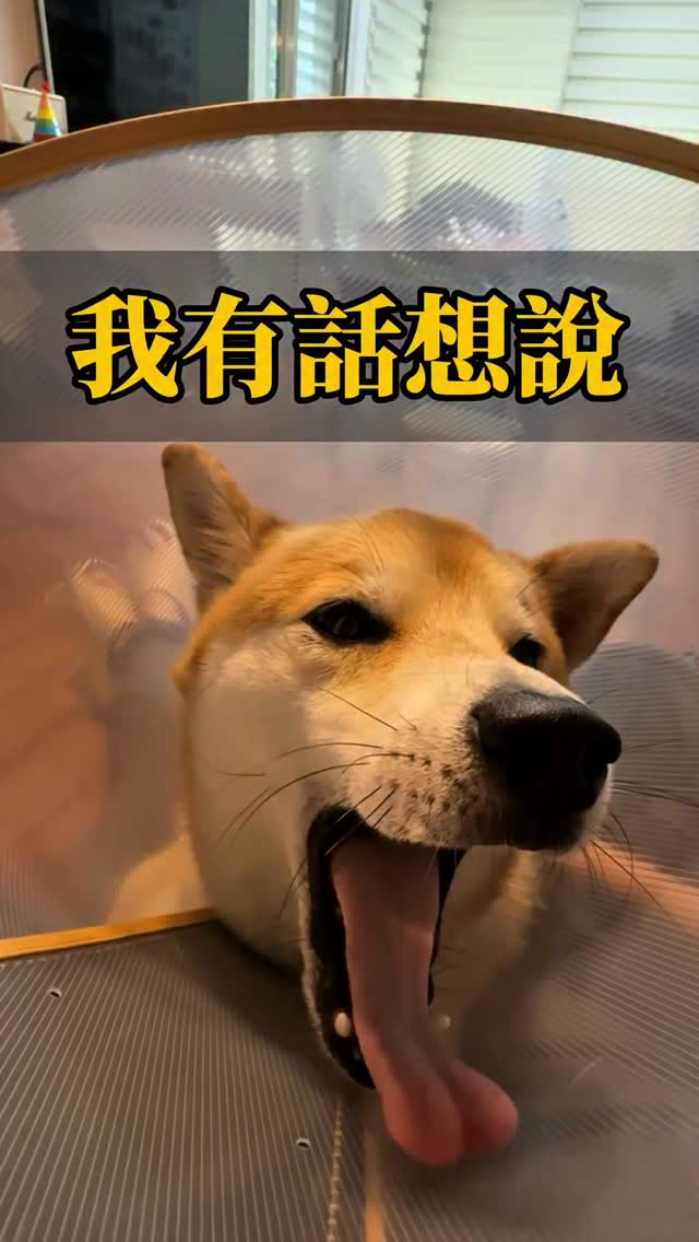 最近哈娜剪指甲不會哭哭了
雖然會讓牠壓力大一直滴口水
（一方面旁邊的狗狗都在叫 在哭）
（環境壓力很大）
但是已經很棒了🥹我好欣慰 已經有進步了
結果回家滿肚子的委屈要訴苦
有點心疼
但…好可愛 趕快錄起來😂

#柴犬哈娜 #柴犬 #寵物 #柴犬日常 #shibainudog 縮圖