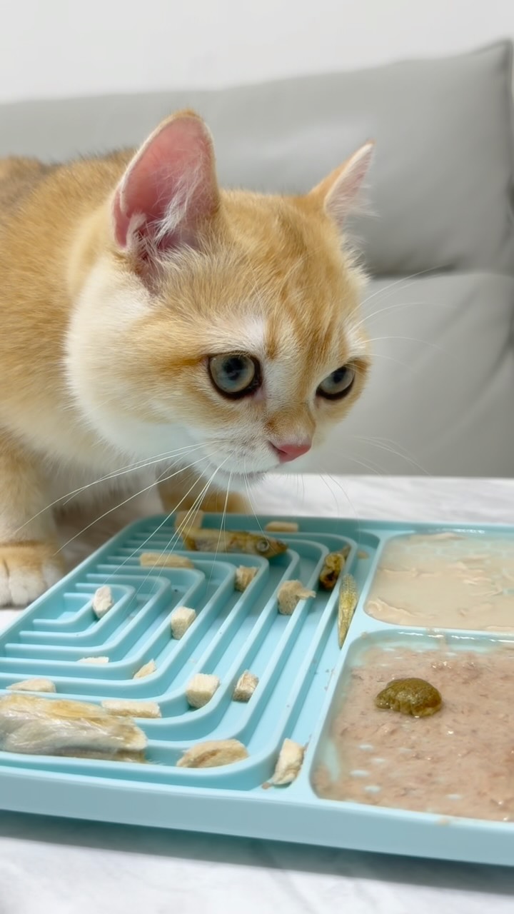 做貓飯ASMR😋
#feedmycat #catfeeding #catfoods #catasmr #asmrsounds 縮圖