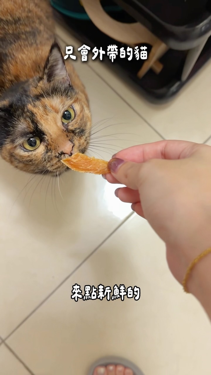 #100weeksmimivideodaily W141 Day417
突然有點擔心小荳會吃膩
🐱:你做的都好!
#貓 #玳瑁貓 #dodo #cat 縮圖