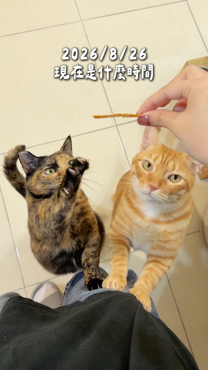 #100weeksmimivideodaily W140 Day415
你也想肉乾自由嗎?
🐱:那包今天可以吃完嗎?
#寵物 #肉乾 #點心 #貓 縮圖