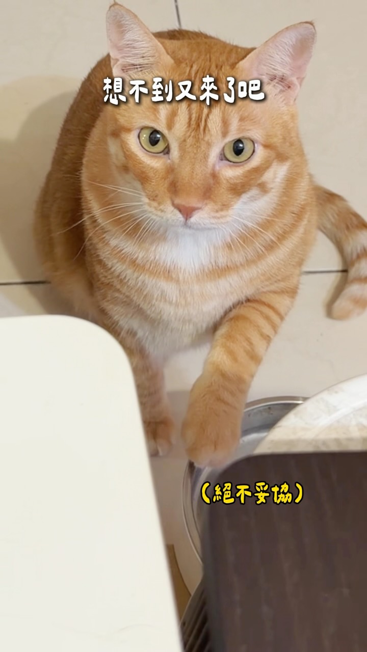 #100weeksmimivideodaily W142 Day418
省略,9/1-9/12食物乾燥機團購中!
🐱:6:02,我吃飽了
#橘貓 #貓咪 #貓 #玳瑁貓 縮圖
