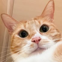 littlebuddy_yu Instagram 創作者頭像