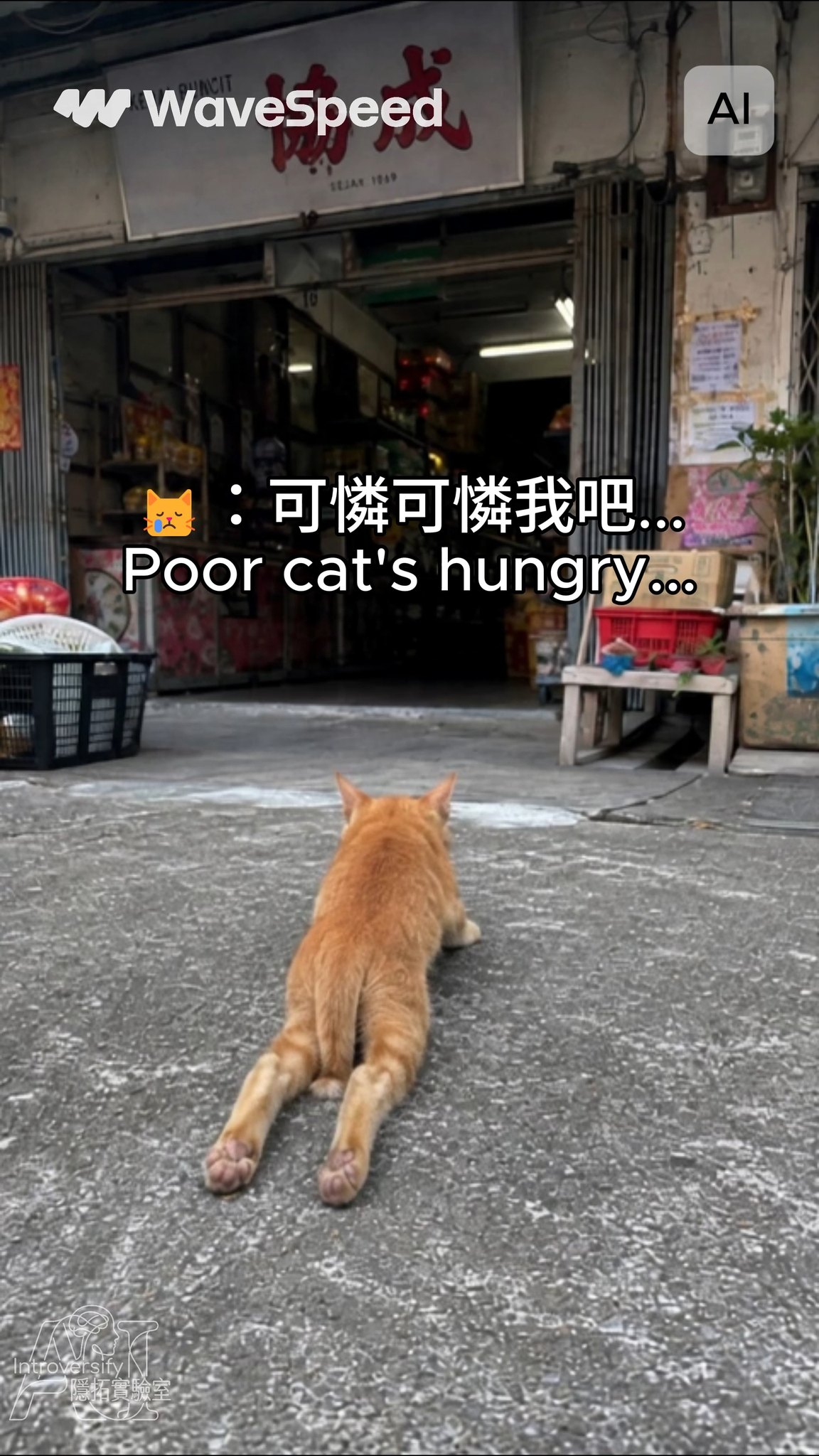 🐱:可憐可憐喵... 給我一點吃的吧(?)
Image by GPT Image-2
Video by SeeDance via @wavespeedai_official 縮圖