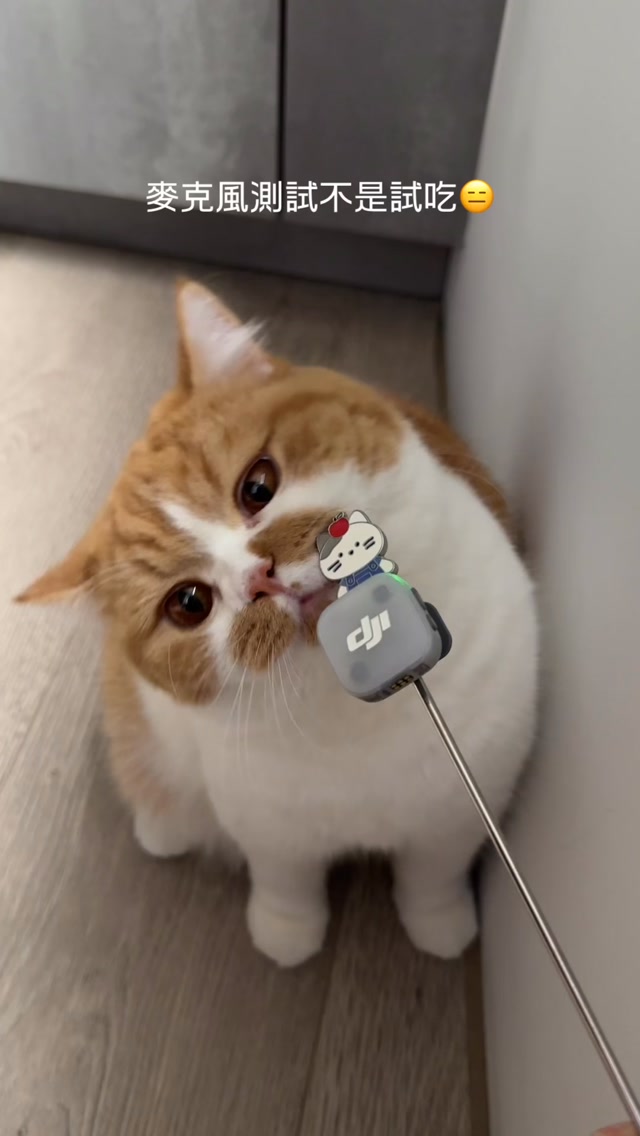 麥克風測試🐱🎙️💦
🐱：試吃味道不錯
🤦🏻‍♀️：🤷🏻‍♀️🤷🏻‍♀️🤷🏻‍♀️

#貓 #asmrcat #catreelstagram #nekostagram #djimic 縮圖