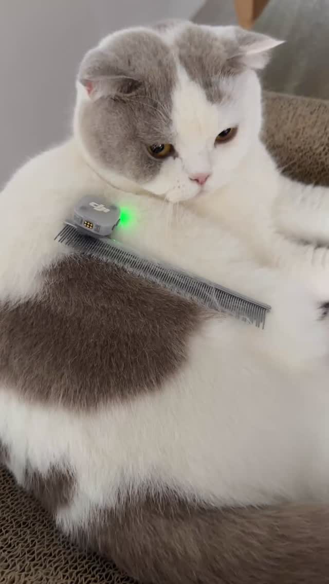 Pure relaxation 🐾✨| 貓咪梳毛 ASMR

🎙️ @dji.taiwan  @dji 

#貓奴 #catlife #asmr #djimicmini2 #catspa 縮圖