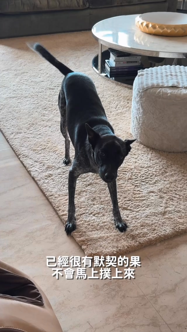 全世界最完美的狗狗
:
:
:
#withprosper #狗狗日記 #狗狗日常 縮圖