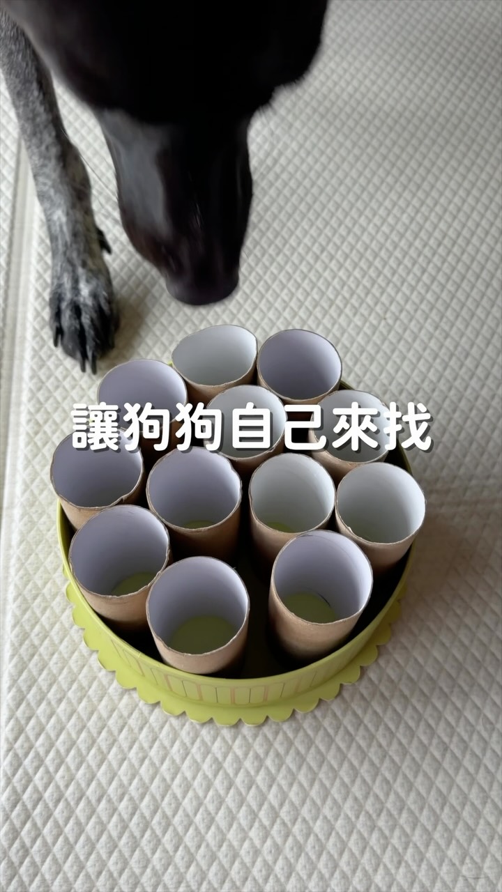 最近蠻多人問我,關於嗅聞訓練,
到慢慢接觸氣味追蹤的問題。
如果不知道從哪裡開始,
其實可以先在家裡玩一些很簡單的搜尋動腦遊戲。
準備一個盒子,放進很多衛生紙捲,
再隨機把零食放進其中幾個。
一開始不用急著把食物藏得很難,
甚至可以讓狗狗看得到,
先理解「搜尋」這件事以及遊戲規則。
熟悉之後,可以再慢慢減少視覺上的提示、改變位置、加入一些干擾,讓鼻子在搜尋過程中扮演越來越重要的角色。
難度不用一次拉得很高。
從簡單、容易成功的遊戲開始,
再一點一點增加變化就好。
所以先介紹這個在家誰都可以做的小遊戲~
:
:
:
#withprosper #狗狗日記 #狗狗日常 #dogoftheday #rescuedogsofinstagram 縮圖