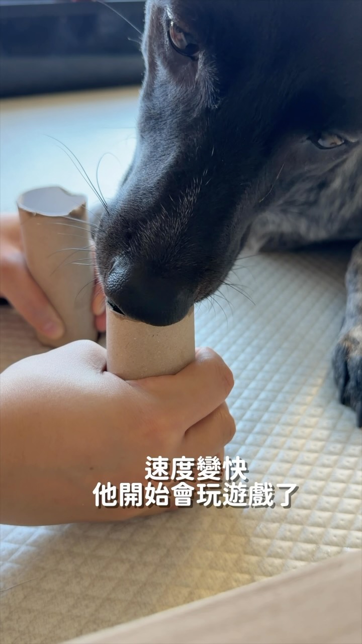 上次影片上架後,
有看到果果叼紙捲的大家,
有人私訊問我:
「那要怎麼訓練狗狗,用鼻子指向紙捲呢?」
剛好果之前其實沒有特別練過這個,
所以今天就來跟大家分享,我是怎麼一步一步教果果的。
這次從開始到完成,總共只花了 16 分 21 秒。
其實是一個不用花太多時間,在家就可以跟狗狗一起玩的
小小嗅聞訓練 ☺️
;
:
:
#withprosper #狗狗日記 #狗狗日常 #dogoftheday 縮圖