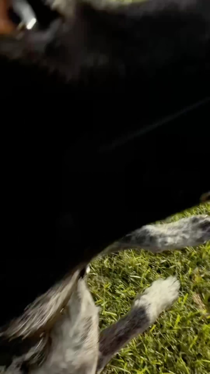 一邊玩一邊練習:)
:
:
:
#withprosper #狗狗日記 #狗狗日常 縮圖