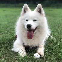 Samoyed 薩薩🐶 Instagram 創作者頭像