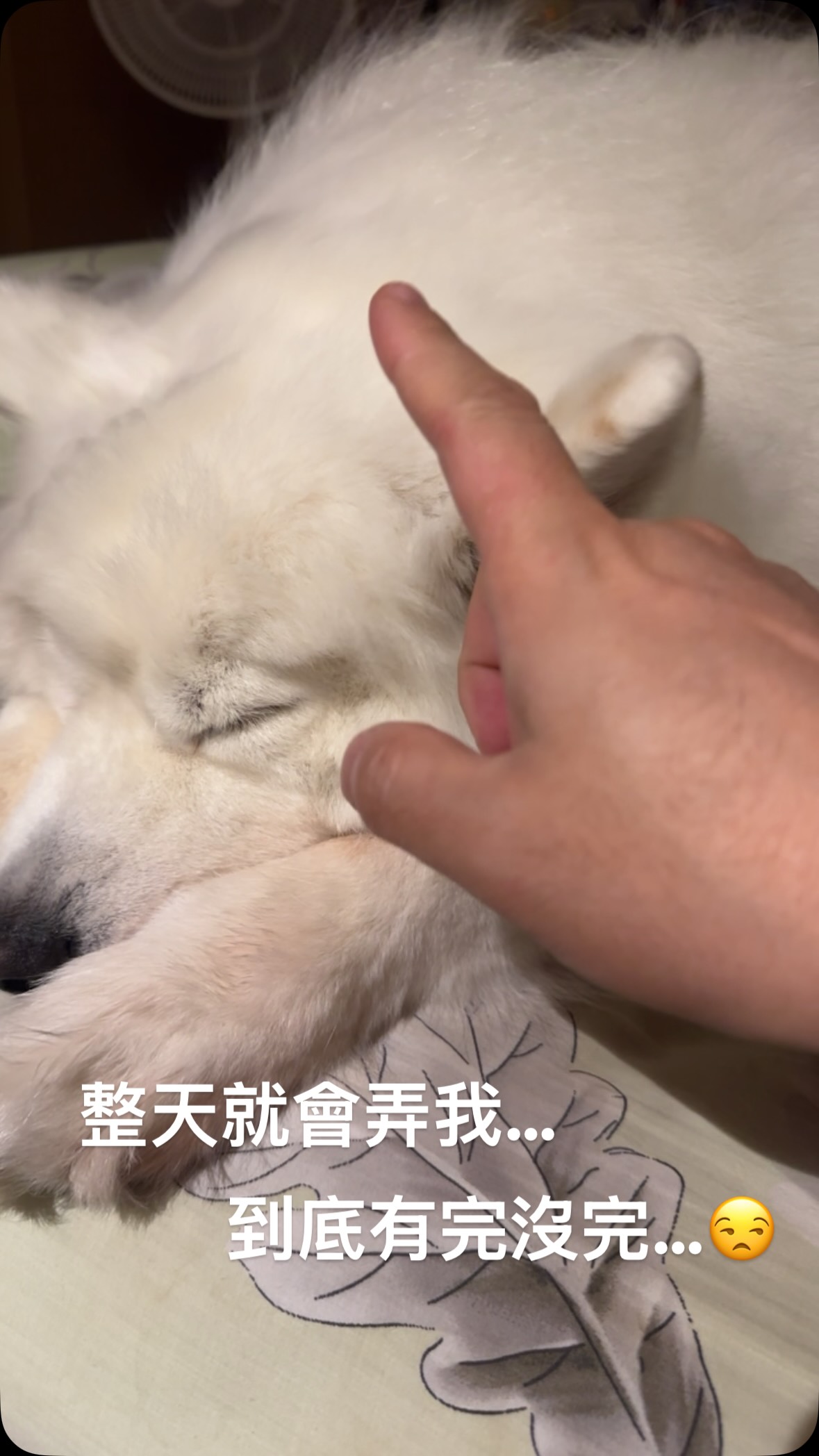 爸、夜深了…
可以好好睡覺嗎？🐶😒🐾 縮圖