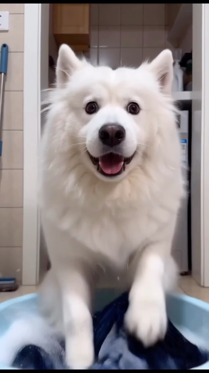 媽咪…我真的很會做家事🐶
我沒有整天在家耍廢！
你相信我…❤️

#薩摩耶 #萌寵 #微笑天使 #薩薩日常 #毛孩 縮圖