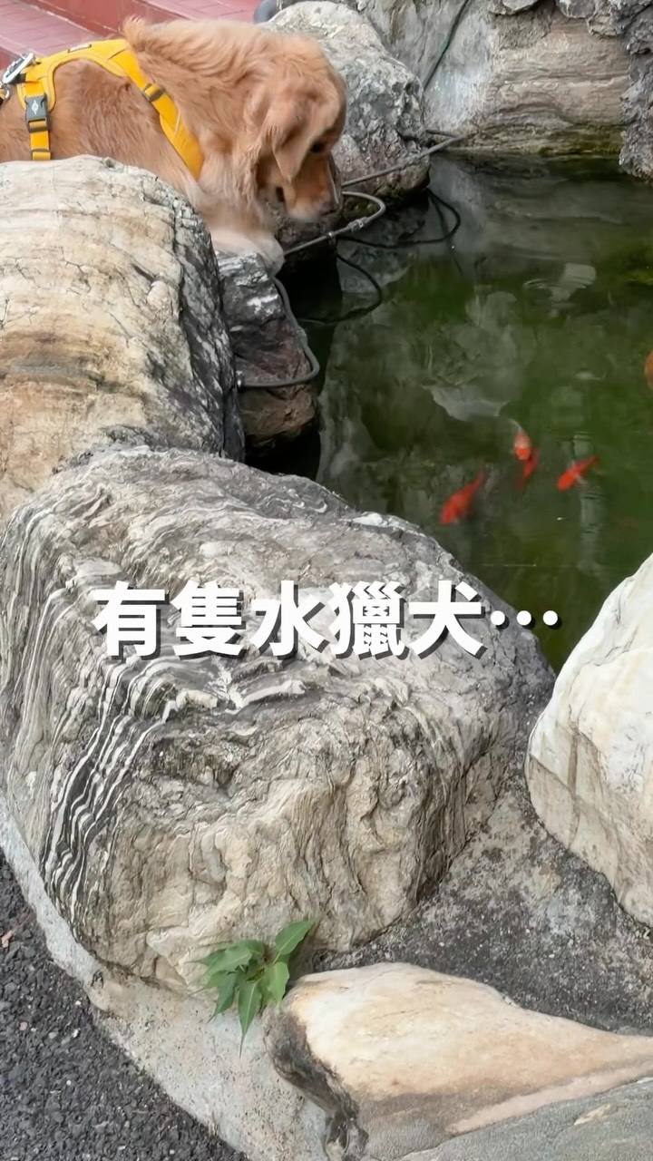 每次經過公園的湖我都好害怕☺️ 縮圖