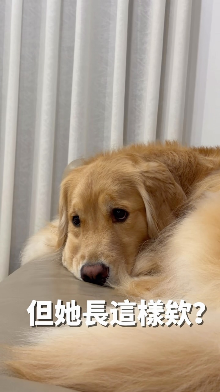 我要給颱風天路上的柴柴主人致上最深的敬意🫡 縮圖