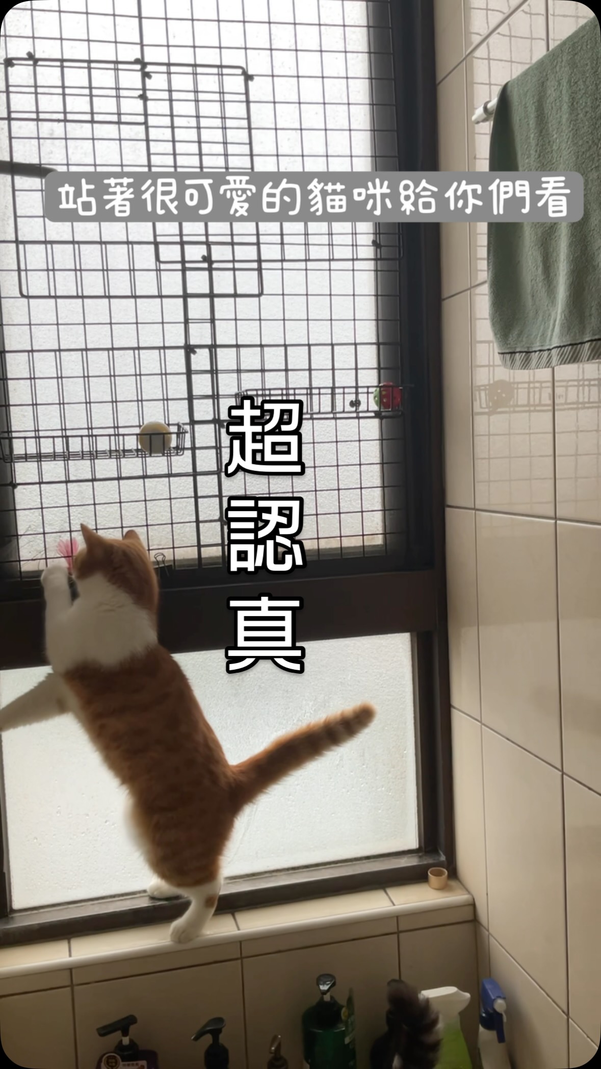 看他們一直ㄉㄨㄞˉ上去窄窄的牆上
超認真撈玩具好可愛☺️

#ㄉㄨㄞˉㄉㄨㄞˉ的好療癒❤️ 縮圖