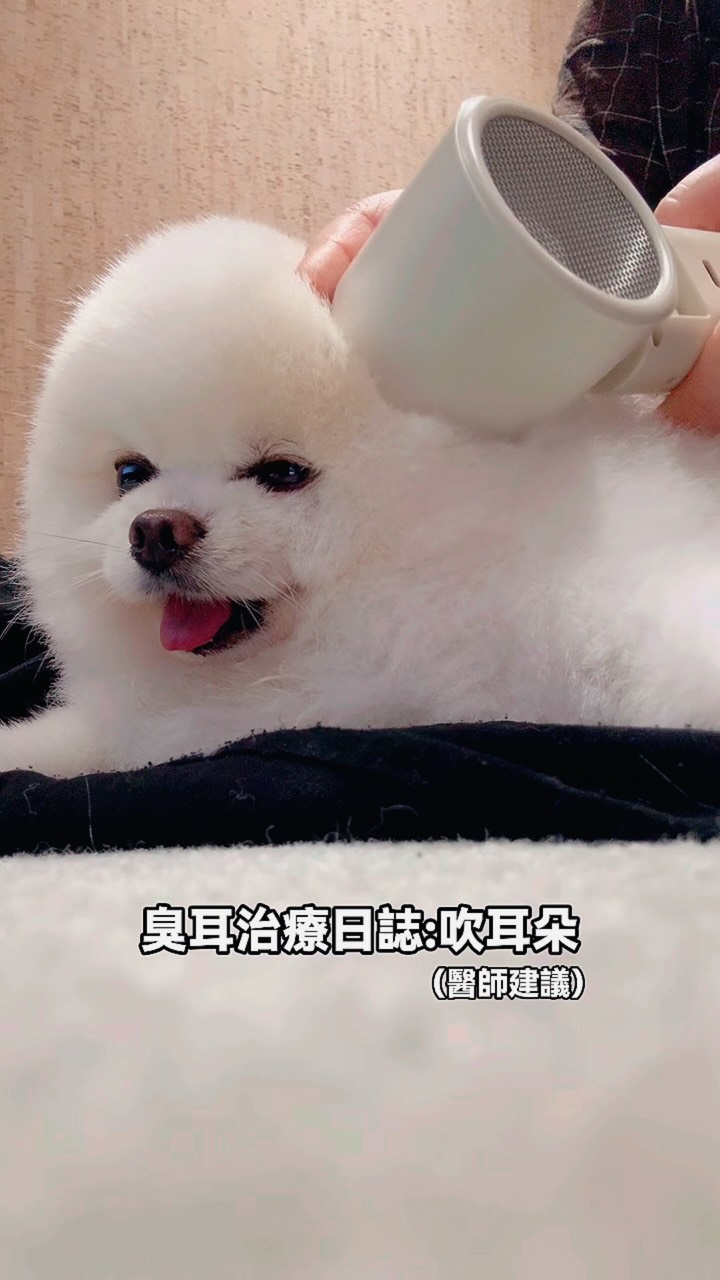 #下雨天 不出門在家吹耳朵👂
Q連續的耳朵發炎#單邊 
已經累積三種不同的菌🦠
醫生的建議下試試看用小電扇吹
#每天5分鐘 
目前實測一週來進步 #有感 

推薦給耳朵困擾的小狗狗
可以在諮詢醫生後試試看 縮圖