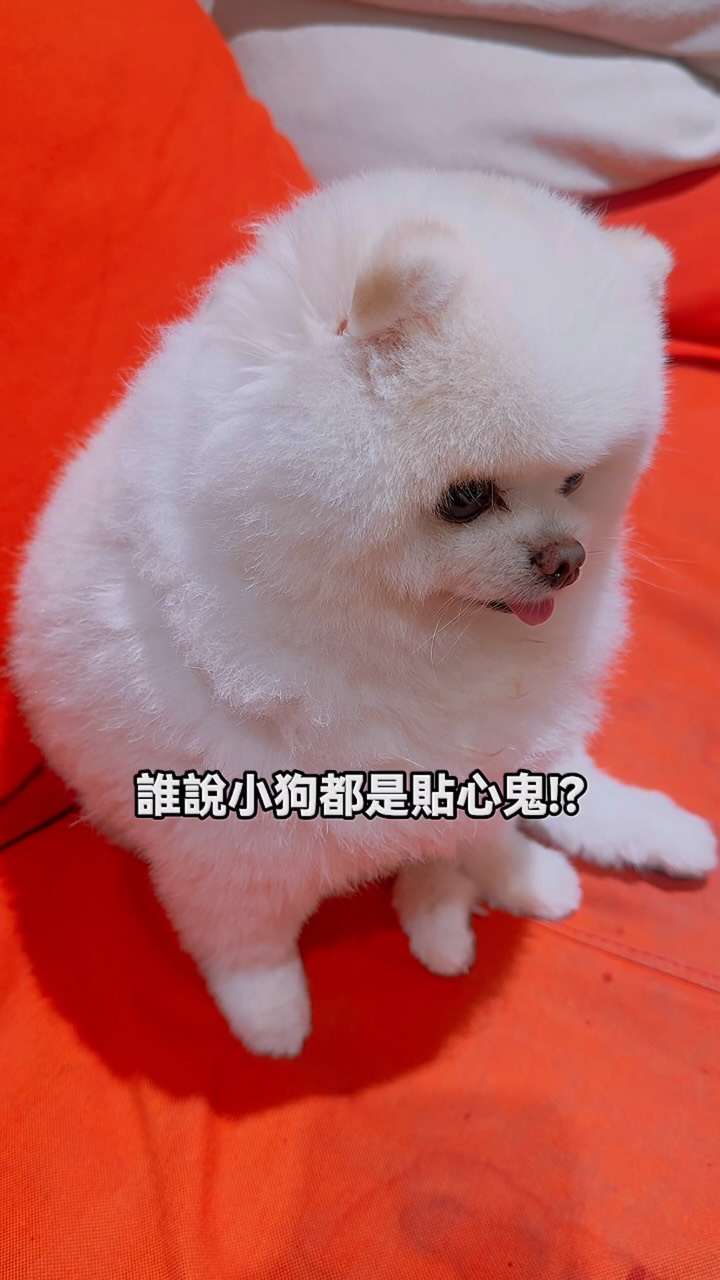#Q的調皮日記
你們家的小狗都有心電感應嗎⁉️
#情勒 #貼心 縮圖