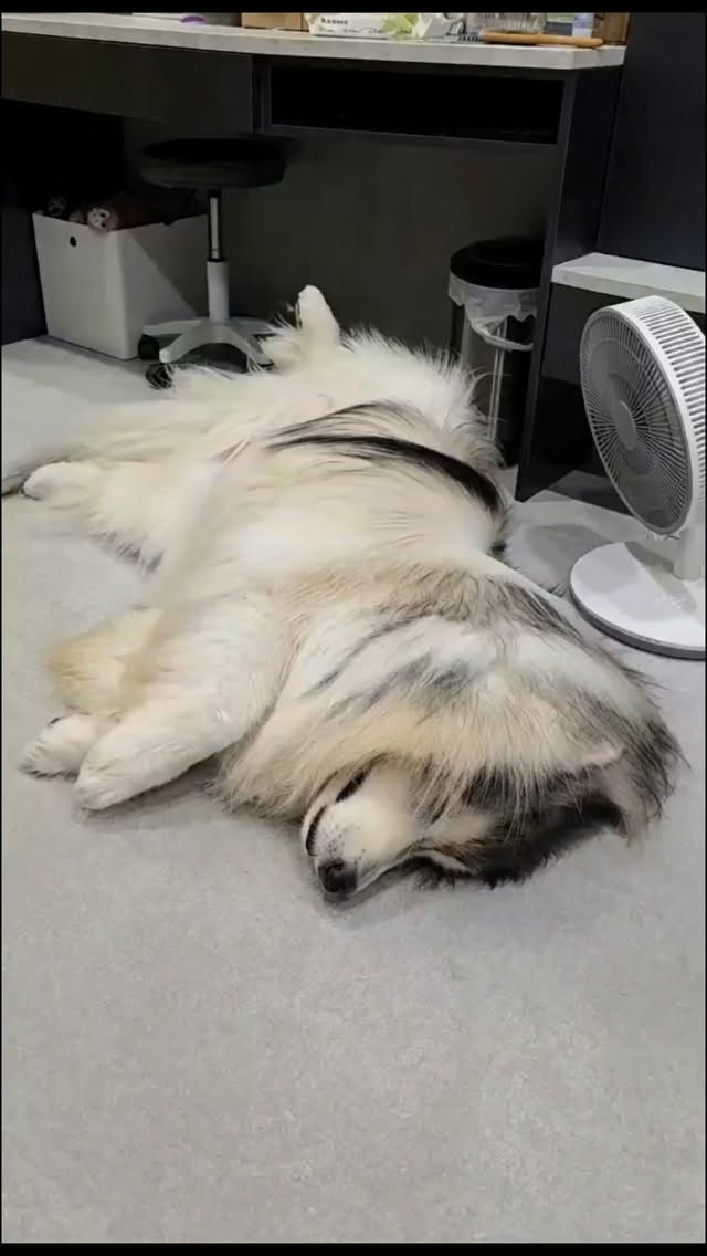 53公斤是因為偷吃被抓到嗎?
#翁哩 #only #阿拉斯加 #大型犬
#alaskanmalamute 縮圖