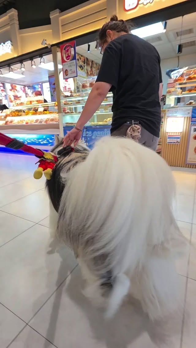 怎麼翁哩去個休息站都像在走台步……
#翁哩 #only #阿拉斯加 #大型犬
#alaskanmalamute 縮圖