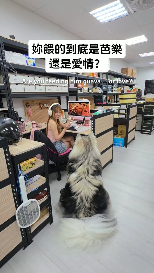 妳餵的是愛情嗎?
#阿默兒手工鞋 #辦公室 #翁哩 #only #阿拉斯加 縮圖