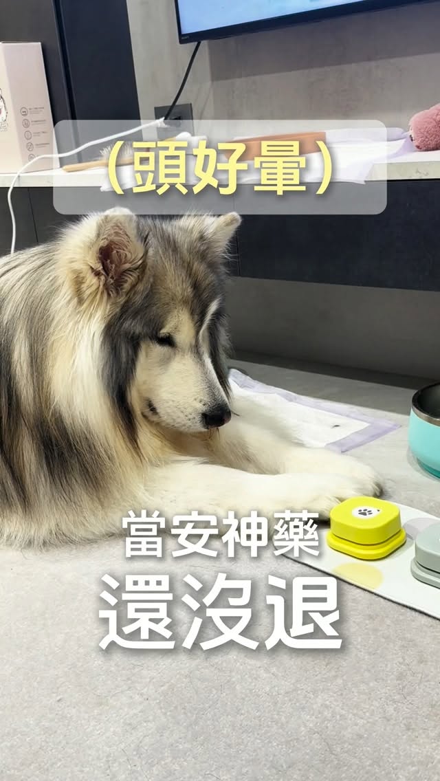 翁哩因為要做健診,所以有吃安神藥
結果都已經快登出了,還堅持要吃肉肉……
難怪你53公斤!!
#翁哩 #only #阿拉斯加 #大型犬
#alaskanmalamute 縮圖