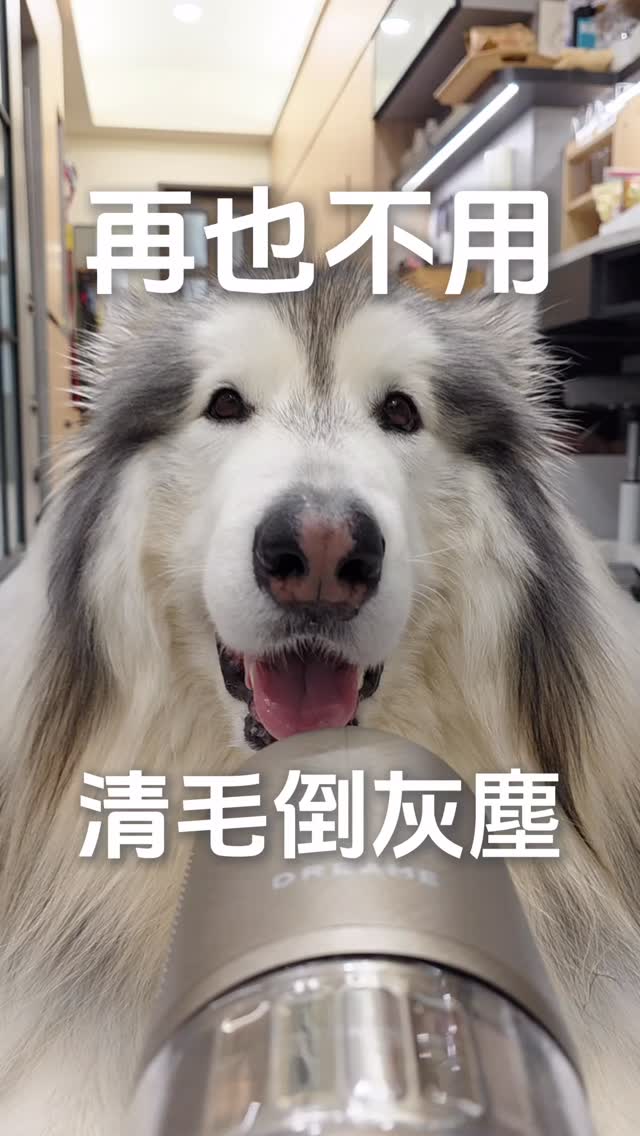 養了一隻53公斤的阿拉斯加之後
才知道家裡的毛,真的可以無所不在……
以前覺得吸一吸就好了
後來才發現最麻煩的其實是
吸完還要倒灰、清濾網、拔滾刷上的毛!
最近換成 Dreame 追覓 S60 Station
https://dreame.info/t8f1A
讓我超有感的是這些 👇🏻
吸完放回基座就能自動集塵
最長100天免倒灰
集塵杯自動刮灰,濾網也不用每次自己慢慢清
最重要的是!!
毛髮截斷技術
會在清潔過程中主動切斷纏繞毛髮
終於不用每次吸完
再蹲在那邊跟滾刷上的毛搏鬥 🥺
然後260AW吸力
平常的狗毛、灰塵、碎屑
甚至大顆粒都能一次處理
90cm超長綠光顯塵
連櫃底、沙發下那些「原本以為很乾淨」的地方
都直接現形 😂
基座還有55°C熱風烘乾+Plasma電漿除菌
再搭配不同吸頭
床墊、沙發、縫隙也都能一起清
以前是:
吸完地 → 倒灰 → 清集塵杯濾網 → 拔滾輪毛髮
現在是:
吸完 → 放回去 🥰
對每天都在跟翁哩毛相處的我們來說
這才是最有感的地方!
#Dreame #追覓 #S60Station #寵物家庭 #吸塵器 縮圖
