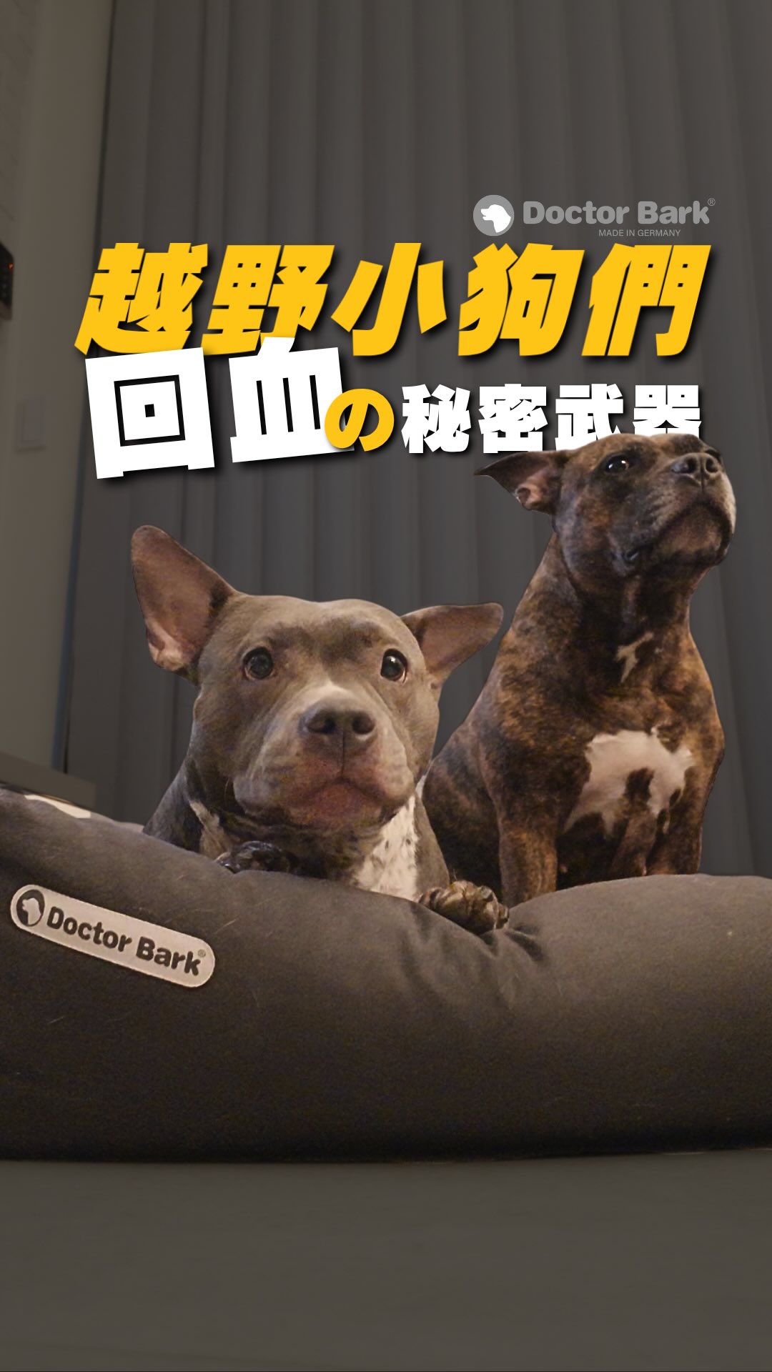 自從用過 @doctorbark.tw 的防髒墊後
直接把他們的床納入🤣
剛開始真的蠻擔心會容易熱
結果舒服到 我們在跟她們搶床~
會分享這個品牌
主要是因為家中的兩位小朋友
已經慢慢開始進入中年了
每次跟我們這樣出去玩
回家真的需要好好休息🥹
外出,本體也能拆開攜帶
他們也能更舒服一些
加上關節問題,
一定要找有足夠支撐的床床,
但現在有個問題…
床太舒服…
都不願意跟我們出去玩了!🙉
真心推薦給有毛孩家庭的你🐶🐱🐰
產品型號🐶
沙發睡窩-XL款
#shan4x4 #jimny #狗狗睡床 縮圖