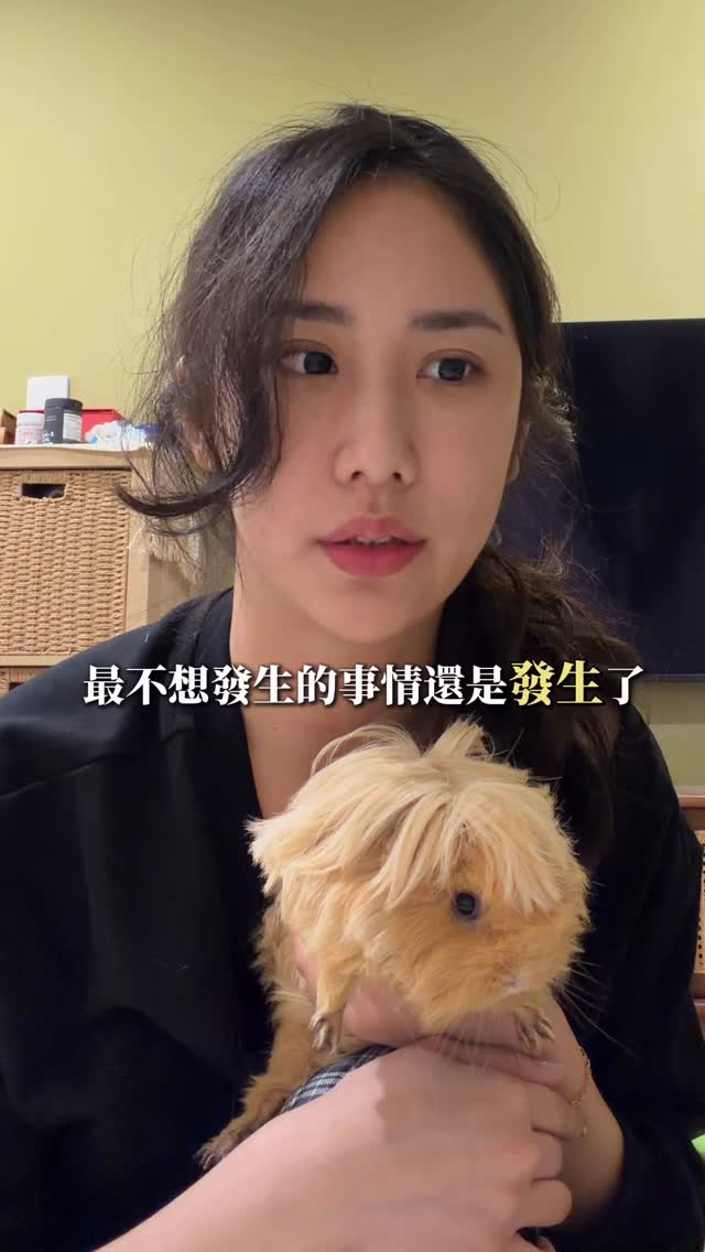 大家好 其實我叫DD
只是最近大家都叫我淑娟媽...
唉算了..
其實這個帳號本來是發我的日常
結果被張淑娟入侵了之後
沒有一天安寧的日子
也因為淑娟
讓很多人認識這個神奇的生物
真的肥肥短短的很可愛!
因為開始有人跟風養起天竺鼠
我覺得我還是得替我們熱愛天竺鼠的飼主們
呼籲一下大家
天竺鼠是個非常傲嬌
容易生病 不好養的生物
屎尿真的超級多到懷疑人生
說真的不親人
聽不懂人話
只會製造髒亂
希望大家如果真心的喜歡這個生物
做好功課再飼養
(對了! 發去高雄買天天影片的主人,我看到他們精心佈置的天竺鼠房子,就知道他們一定是非常愛天竺鼠的,這部片並不是針對他們!)
今天這部影片只是..
我很怕
有些人是真的完全沒有任何功課
以為每隻天竺鼠都跟張淑娟一樣是天使的人
衝動飼養
造成如果以後有棄養的問題
我真的會難過死
所以拍這部片跟大家說一下
然後畢竟是我起的頭
以後會多一點分享天竺鼠的飼養問題
不能再純可愛片了😖 縮圖