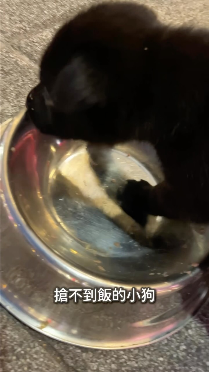 這次來嘉義我們特別參觀了嘉義市動保園區,還帶炭吉跟園區的狗狗一起到旁邊的綠映水漾公園跑跳 🐾
嘉義市動保園區真的很不一樣,空間明亮又乾淨,而且看得出來工作人員都好愛狗狗~為了讓狗狗能更快適應未來的家,會用心幫狗狗上課訓練,每一隻等家的狗狗也都會先打好疫苗、驅蟲跟絕育,被照顧得很好!
逛完帶著炭吉跟園區的狗狗一起去旁邊的綠映水漾公園放風,在大草皮上自由奔跑真的超開心,設施也設計得很貼心!
想帶狗狗去跑跑、或是正在考慮迎接新家人的人,來嘉義的時候都可以來走走唷 📌
❤️ 溫馨提醒:領養前一定要想清楚,給狗狗一個真正不會離開的家。
❤️嘉義市毛起來愛你動物嘉年華:9/20(日)在嘉義市KANO棒球場前廣場登場!有寵物健檢、修甲、疫苗注射與晶片登記、寵物趣味競賽、闖關摸彩獎項超過80份,西部農場小黑豬、柴犬七仙女跟大家見面! 縮圖