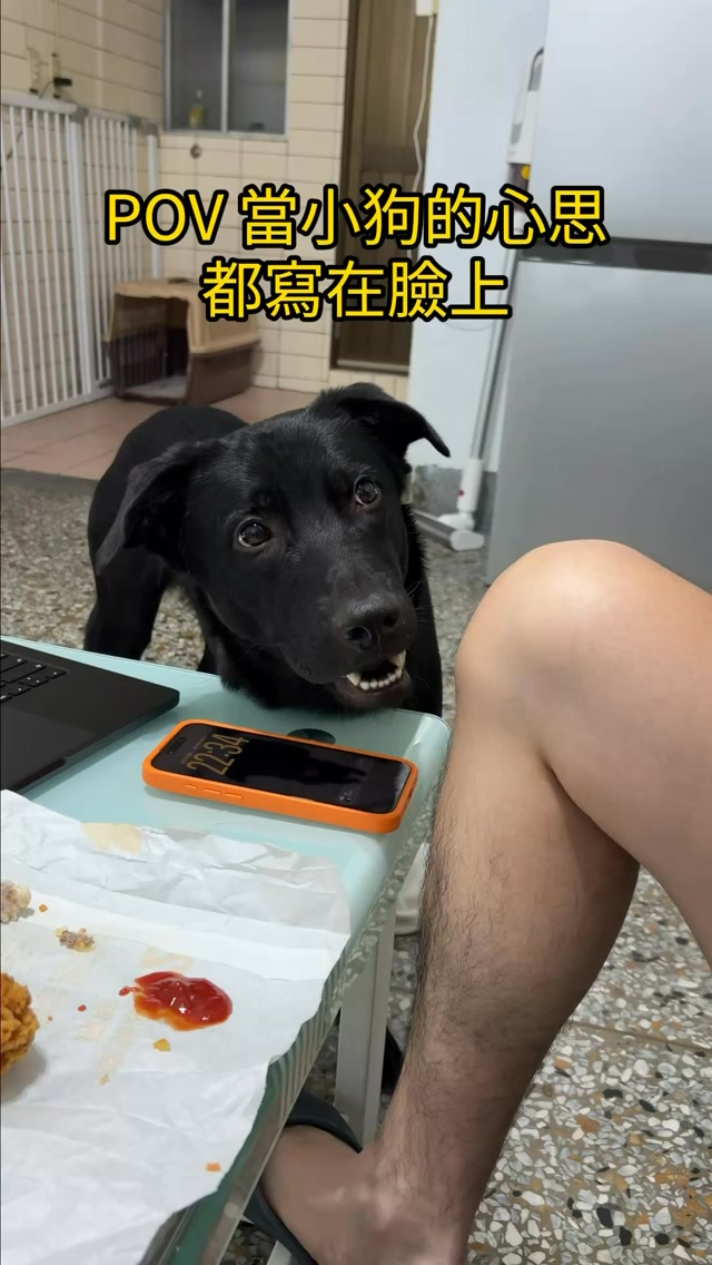 貪吃小狗又來啦!
每次把拔在吃炸雞,炭吉的眼神都超有戲😂
看來連小狗也檔不住這個香味啊~
不過狗狗不能吃炸雞啊啊🫠🫠🫠 縮圖