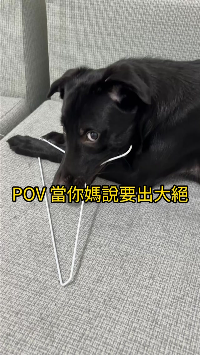 炭吉真的超愛亂叼東西
每次都要出大絕才會乖乖聽話🫠🫠
所以說…
愛吃的小狗不會變壞? 縮圖
