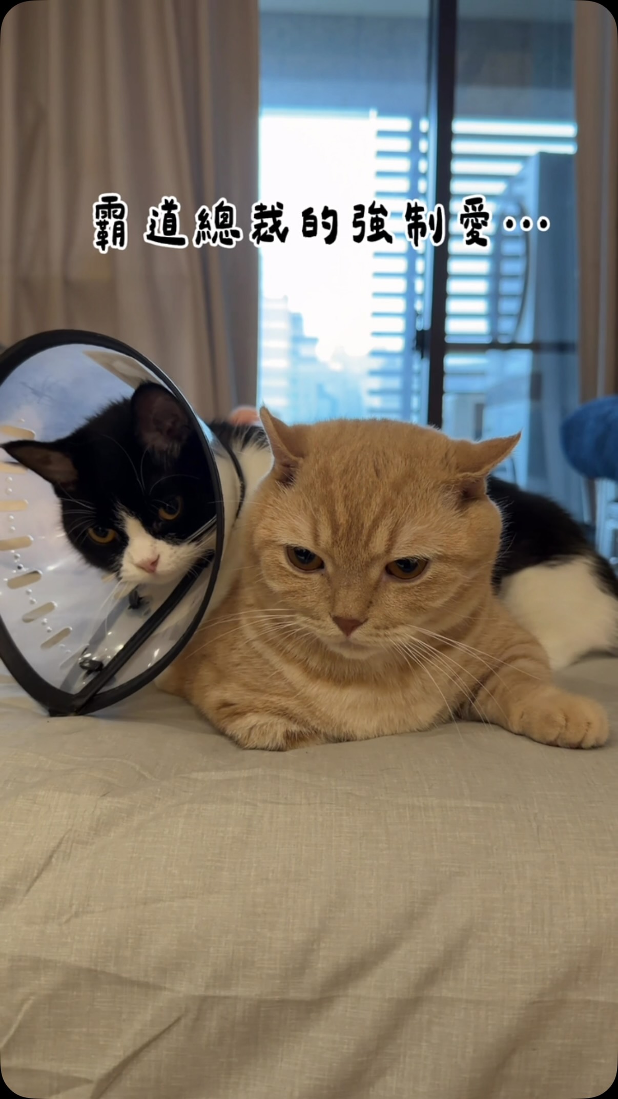 .
🐱:你是我的!
#貓 #cat #cats 縮圖