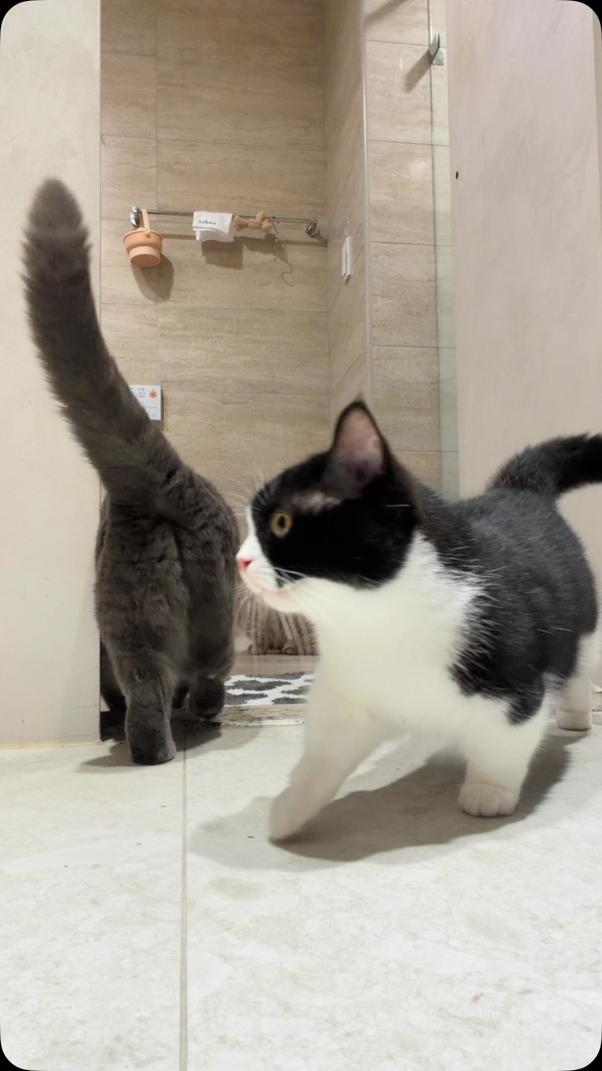 .
😼:絕對要跟緊奴才!
#cat 縮圖