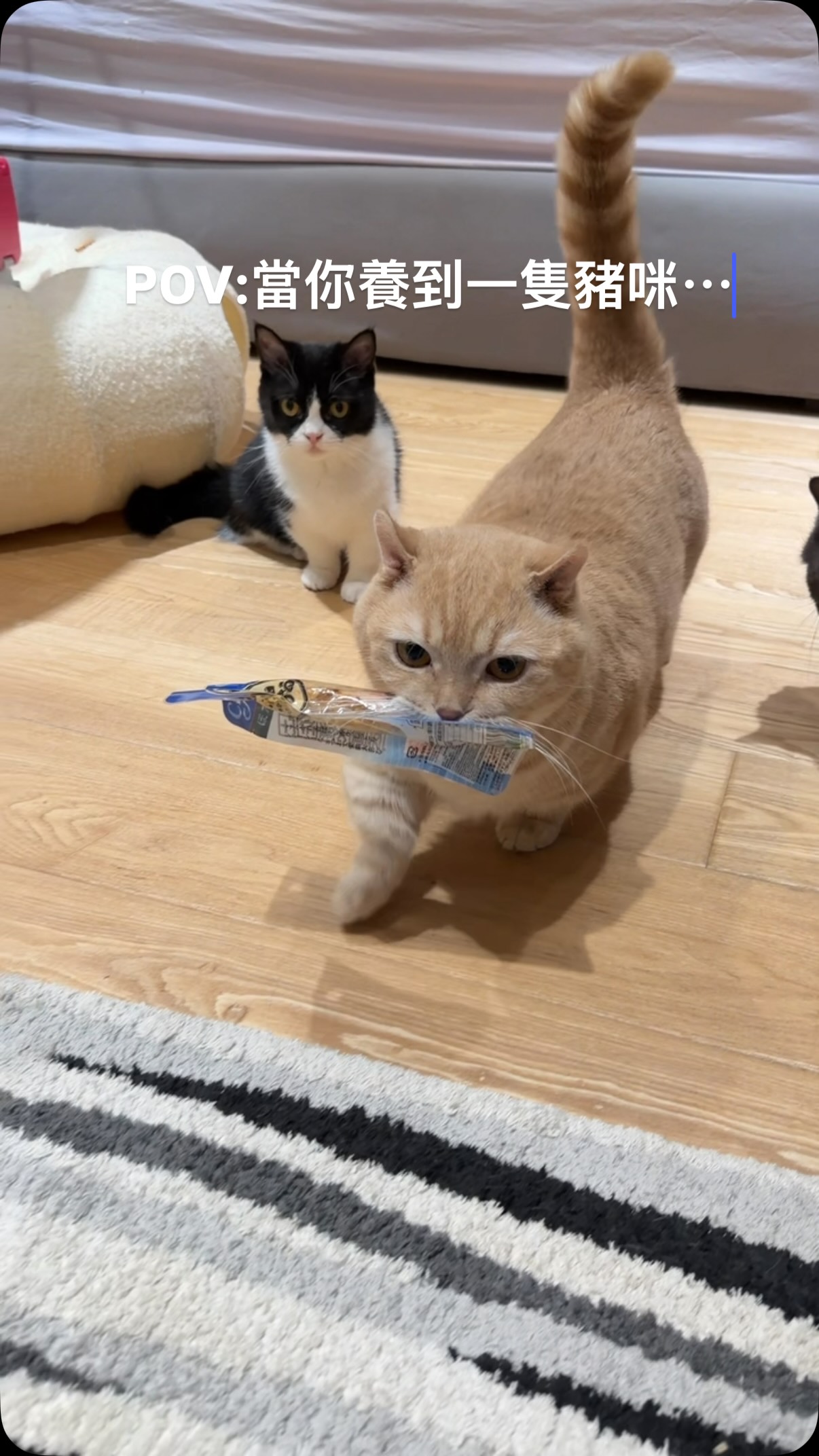 已經不需要我放飯了😌
#貓 #cat #cats #catlife 縮圖