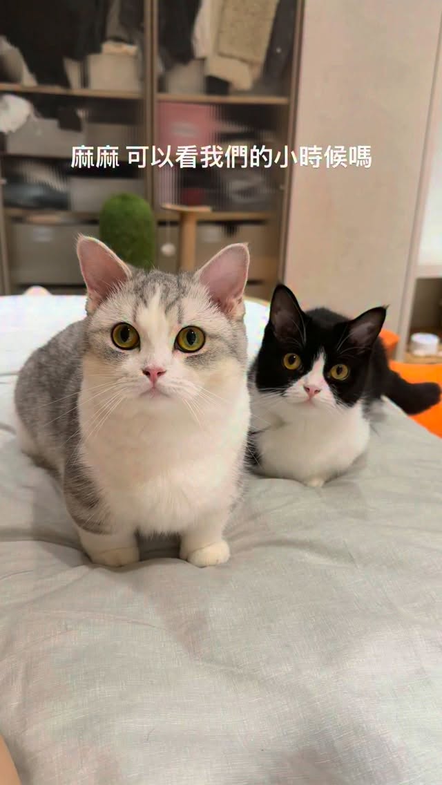 .
咪咪是永遠的家人🥹
#貓 #cat 縮圖
