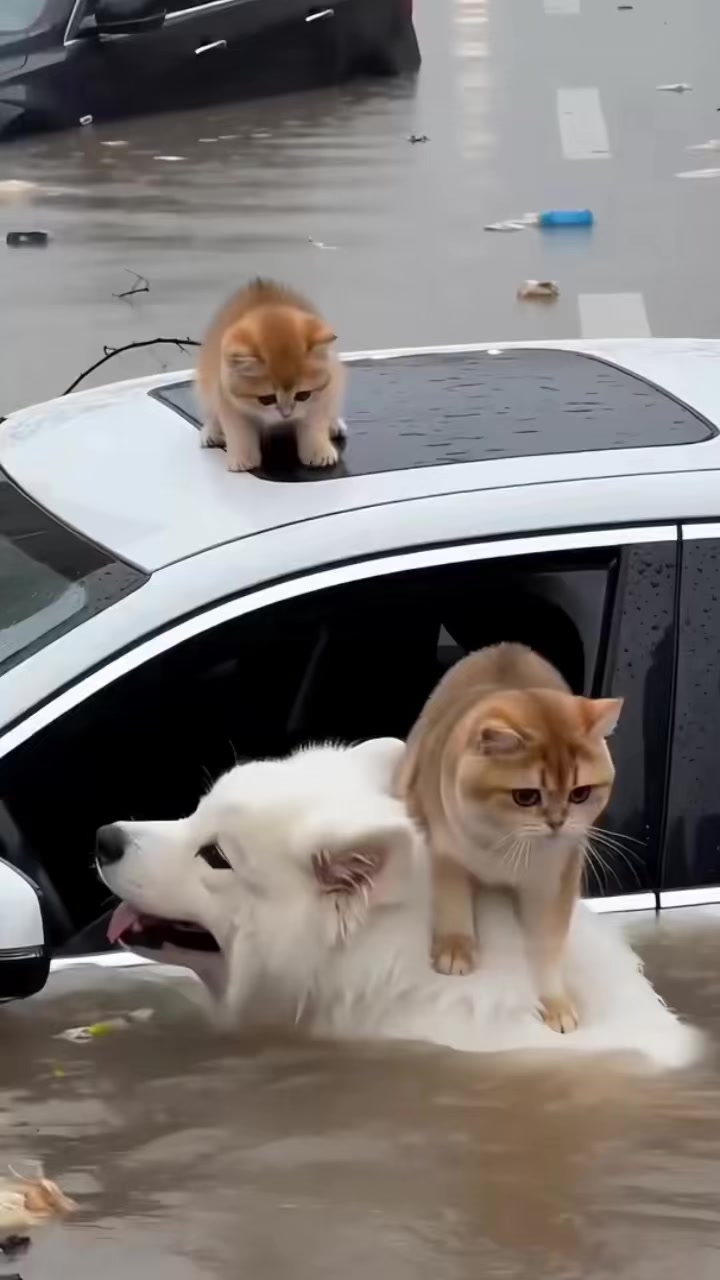 #fyp #hot #tiktok #mood #funnyvideos 縮圖