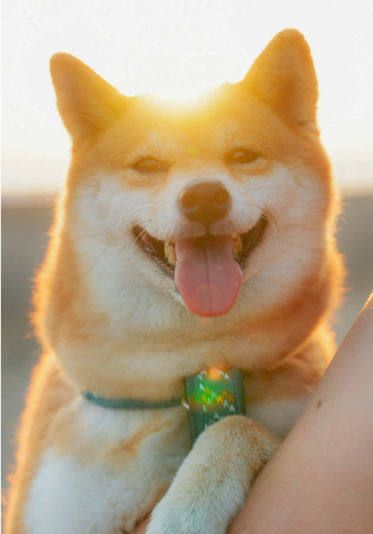 在海邊送陌生人的柴柴一張照片😍 縮圖