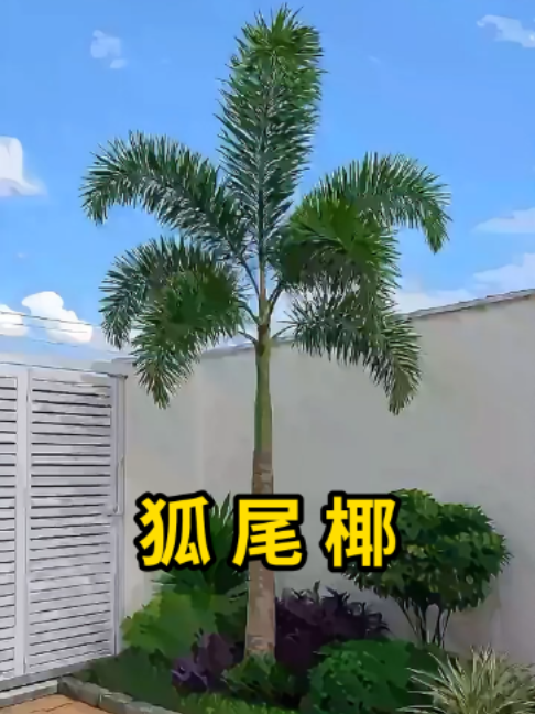 狐尾椰，形似槟榔，并且胚乳可食用！#科普 縮圖