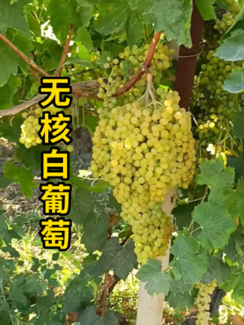无核白葡萄，果穗巨大且紧密，还没有籽！#科普 縮圖